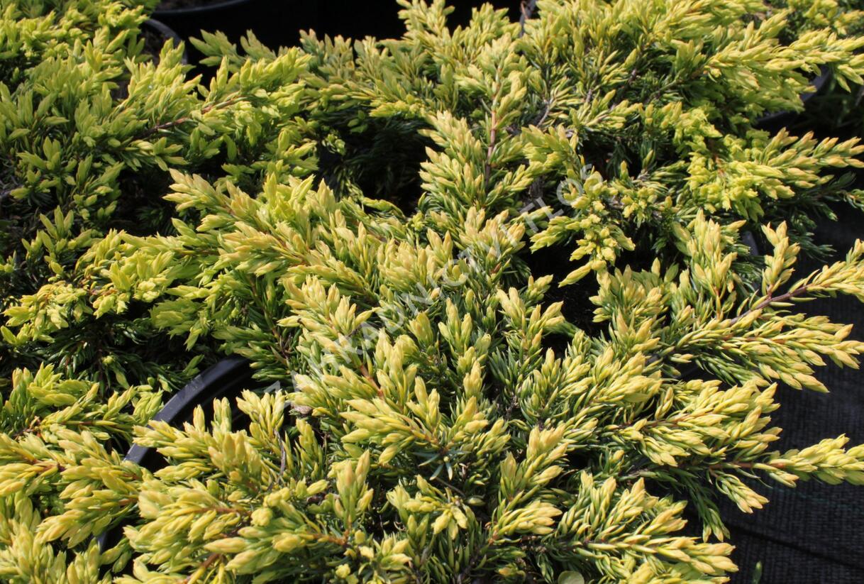 Jalovec obecný 'Goldschatz' - Juniperus communis 'Goldschatz'