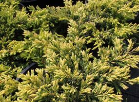 Jalovec obecný 'Goldschatz' - Juniperus communis 'Goldschatz'