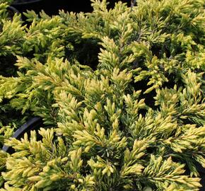 Jalovec obecný 'Goldschatz' - Juniperus communis 'Goldschatz'