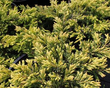 Jalovec obecný 'Goldschatz'