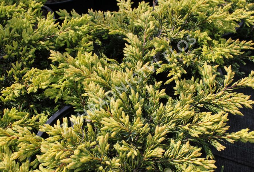 Jalovec obecný 'Goldschatz' - Juniperus communis 'Goldschatz'