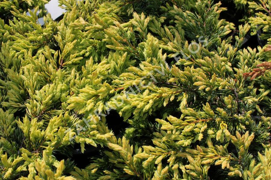 Jalovec obecný 'Goldschatz' - Juniperus communis 'Goldschatz'