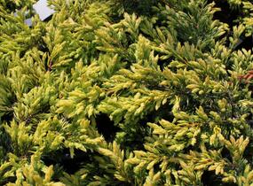 Jalovec obecný 'Goldschatz' - Juniperus communis 'Goldschatz'