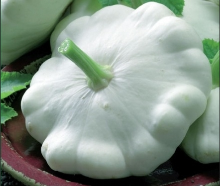 Patizon 'Disco' - Cucurbita pepo 'Disco'