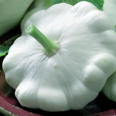 Patizon 'Disco' - Cucurbita pepo 'Disco'