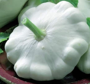 Patizon 'Disco' - Cucurbita pepo 'Disco'