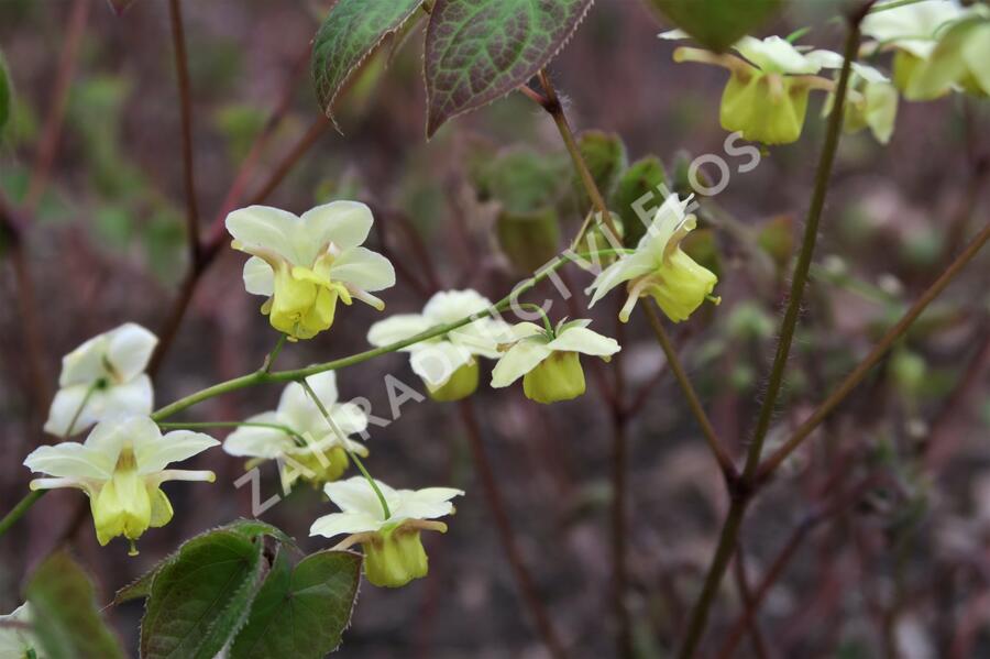 Škornice pestrobarevná 'Sulphureum' - Epimedium versicolor 'Sulphureum'