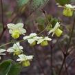 Škornice pestrobarevná 'Sulphureum' - Epimedium versicolor 'Sulphureum'