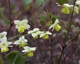 Škornice pestrobarevná 'Sulphureum'