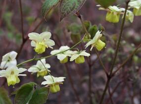 Škornice pestrobarevná 'Sulphureum' - Epimedium versicolor 'Sulphureum'