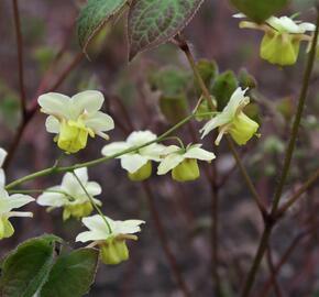 Škornice pestrobarevná 'Sulphureum' - Epimedium versicolor 'Sulphureum'