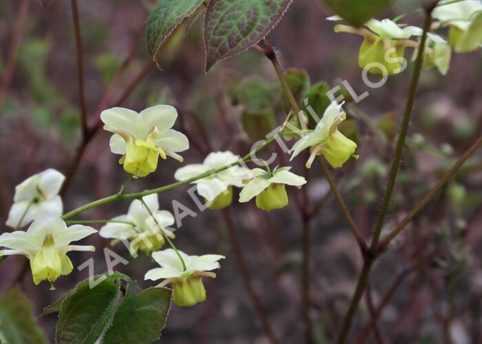 Škornice pestrobarevná 'Sulphureum' - Epimedium versicolor 'Sulphureum'