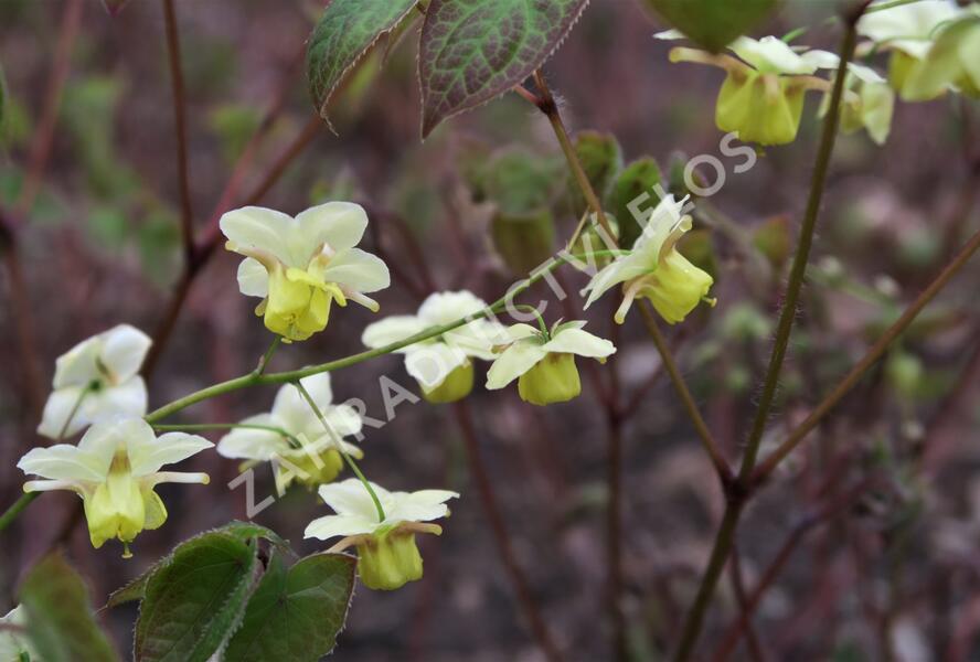 Škornice pestrobarevná 'Sulphureum' - Epimedium versicolor 'Sulphureum'