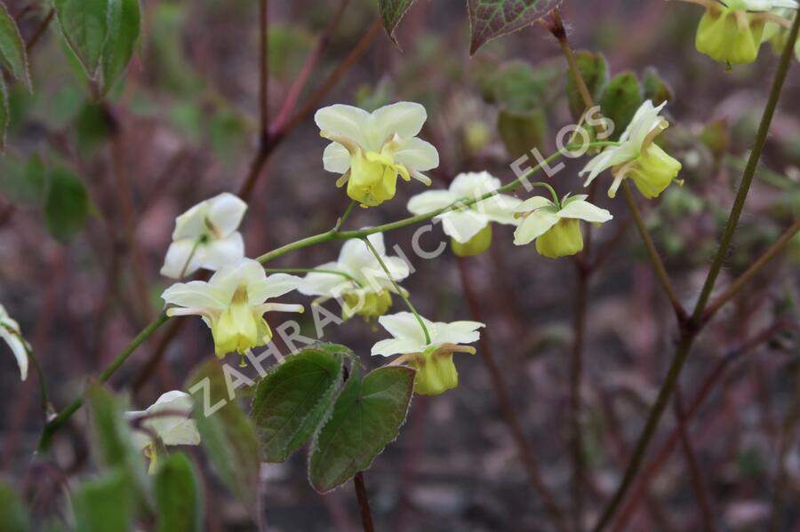 Škornice pestrobarevná 'Sulphureum' - Epimedium versicolor 'Sulphureum'