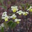 Škornice pestrobarevná 'Sulphureum' - Epimedium versicolor 'Sulphureum'