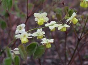 Škornice pestrobarevná 'Sulphureum' - Epimedium versicolor 'Sulphureum'
