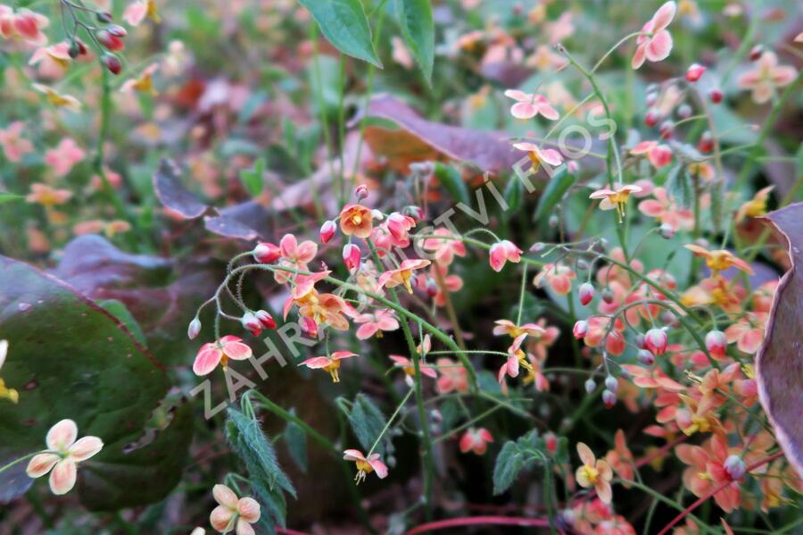 Škornice 'Orange Königin' - Epimedium x warleyense 'Orange Königin'
