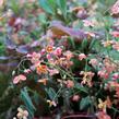 Škornice 'Orange Königin' - Epimedium x warleyense 'Orange Königin'