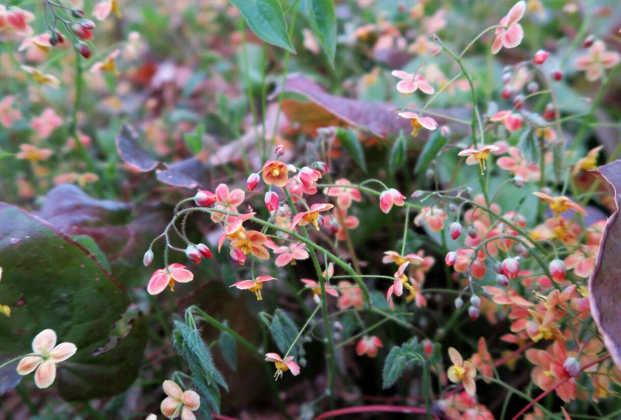 Škornice 'Orange Königin' - Epimedium x warleyense 'Orange Königin'