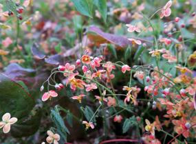 Škornice 'Orange Königin' - Epimedium x warleyense 'Orange Königin'