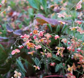 Škornice 'Orange Königin' - Epimedium x warleyense 'Orange Königin'