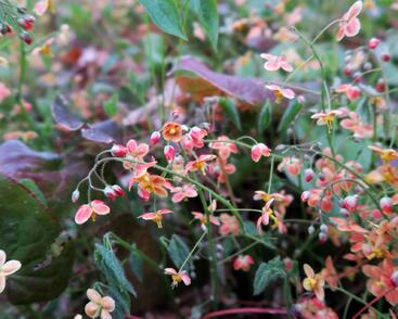 Škornice 'Orange Königin'