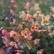 Škornice 'Orange Königin' - Epimedium x warleyense 'Orange Königin'