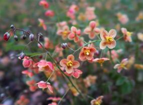 Škornice 'Orange Königin' - Epimedium x warleyense 'Orange Königin'