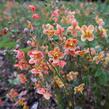 Škornice 'Orange Königin' - Epimedium x warleyense 'Orange Königin'