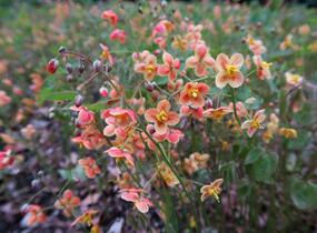 Škornice 'Orange Königin' - Epimedium x warleyense 'Orange Königin'