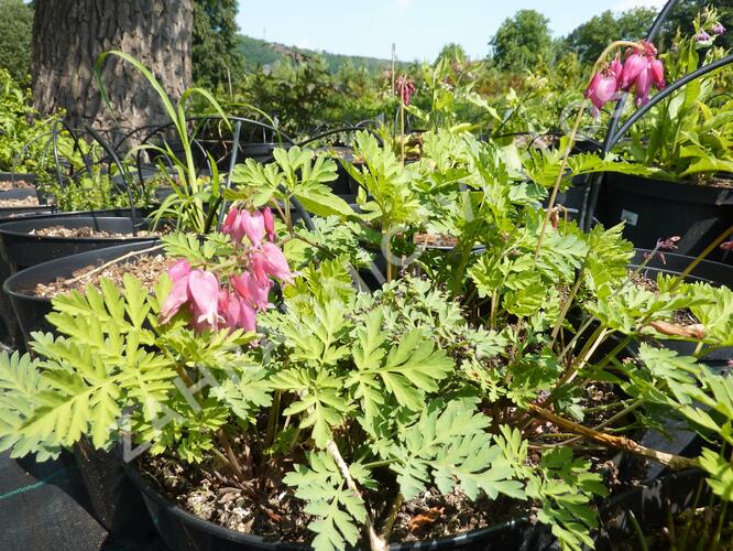 Srdcovka nízká 'Luxuriant' - Dicentra formosa 'Luxuriant'