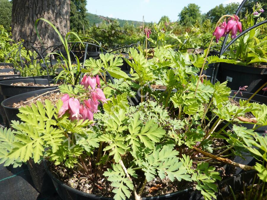 Srdcovka nízká 'Luxuriant' - Dicentra formosa 'Luxuriant'