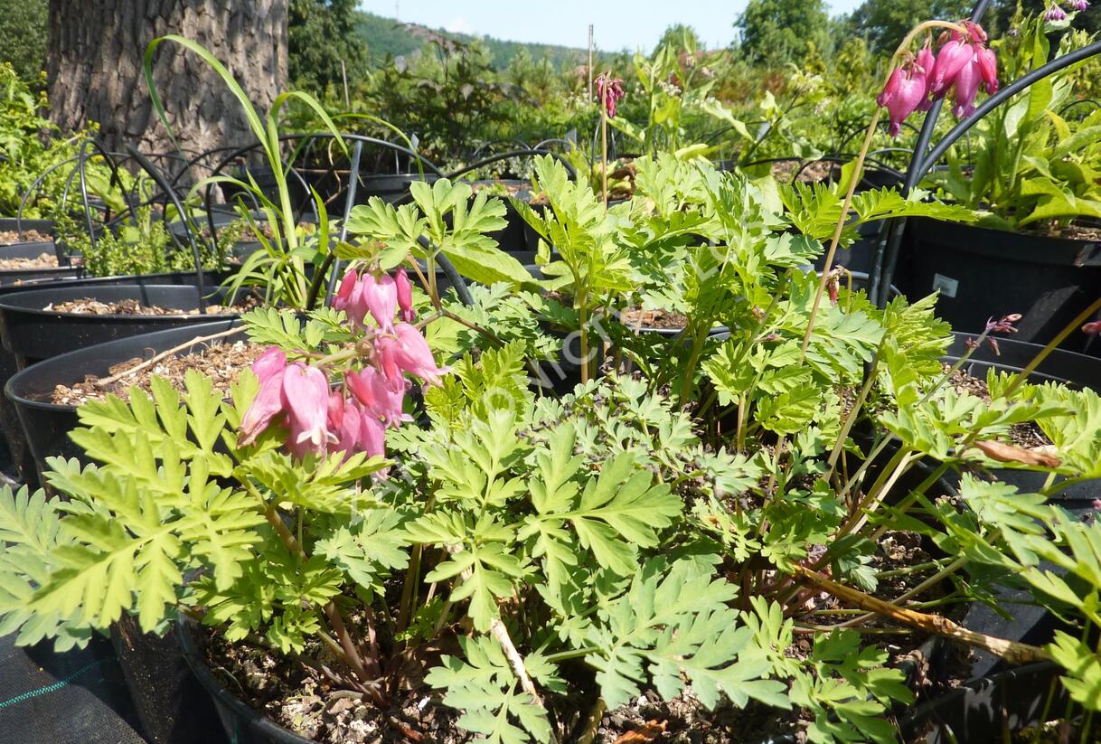 Srdcovka nízká 'Luxuriant' - Dicentra formosa 'Luxuriant'