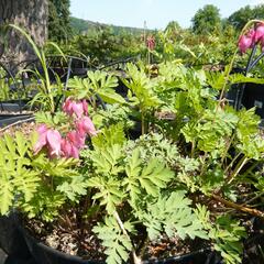 Srdcovka nízká 'Luxuriant' - Dicentra formosa 'Luxuriant'
