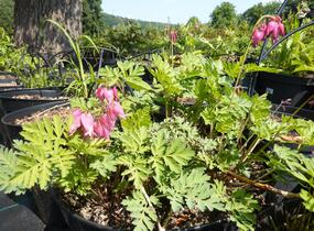 Srdcovka nízká 'Luxuriant' - Dicentra formosa 'Luxuriant'