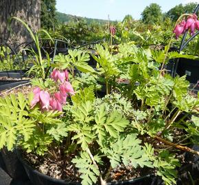 Srdcovka nízká 'Luxuriant' - Dicentra formosa 'Luxuriant'