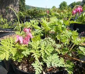 Srdcovka nízká 'Luxuriant' - Dicentra formosa 'Luxuriant'