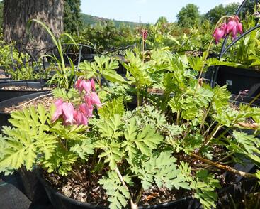 Srdcovka nízká 'Luxuriant'