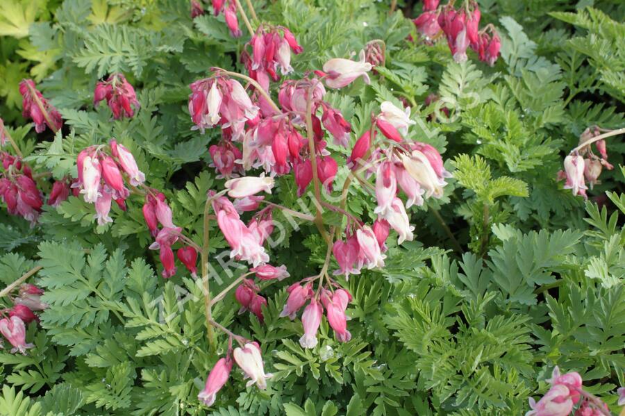 Srdcovka nízká 'Luxuriant' - Dicentra formosa 'Luxuriant'