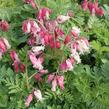 Srdcovka nízká 'Luxuriant' - Dicentra formosa 'Luxuriant'