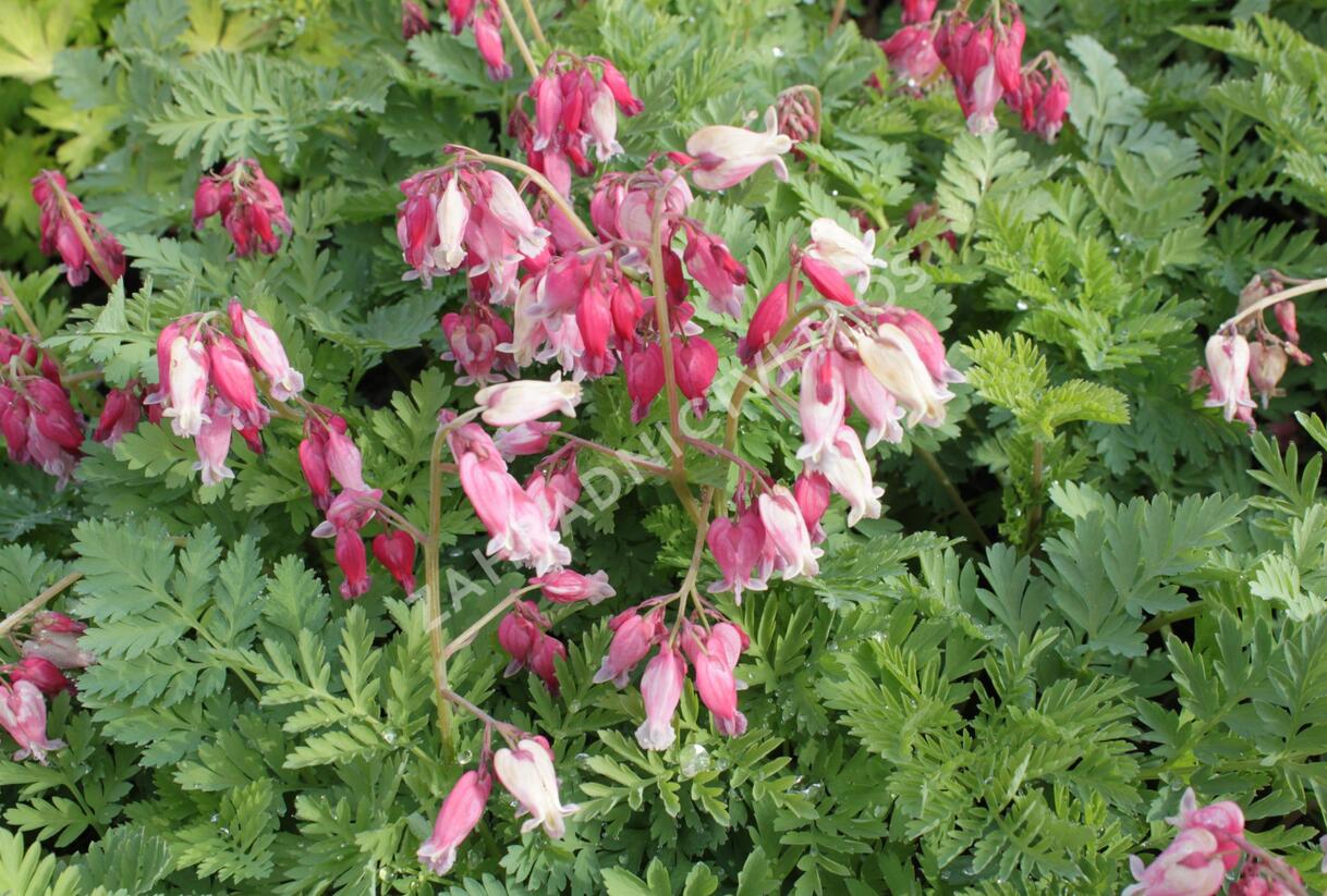 Srdcovka nízká 'Luxuriant' - Dicentra formosa 'Luxuriant'