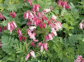 Srdcovka nízká 'Luxuriant' - Dicentra formosa 'Luxuriant'