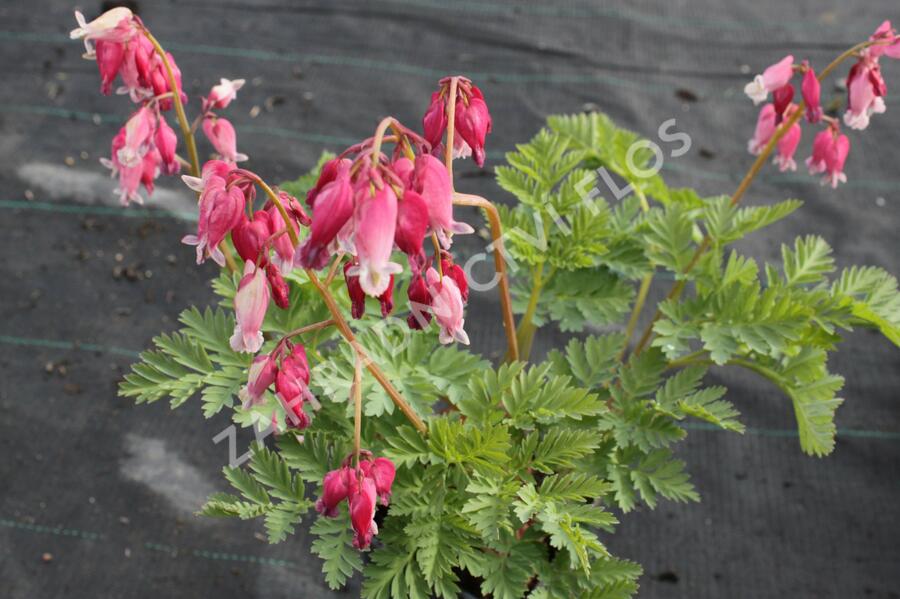 Srdcovka nízká 'Luxuriant' - Dicentra formosa 'Luxuriant'