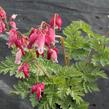 Srdcovka nízká 'Luxuriant' - Dicentra formosa 'Luxuriant'