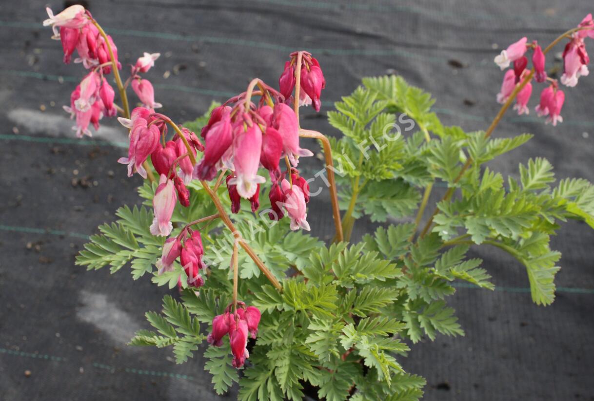 Srdcovka nízká 'Luxuriant' - Dicentra formosa 'Luxuriant'