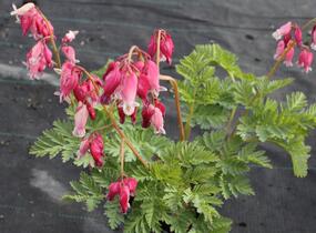 Srdcovka nízká 'Luxuriant' - Dicentra formosa 'Luxuriant'