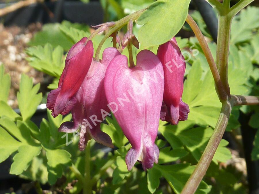 Srdcovka nízká 'Luxuriant' - Dicentra formosa 'Luxuriant'
