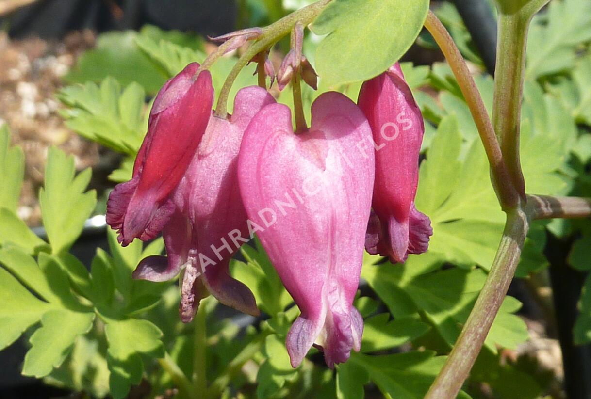 Srdcovka nízká 'Luxuriant' - Dicentra formosa 'Luxuriant'