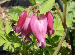 Srdcovka nízká 'Luxuriant' - Dicentra formosa 'Luxuriant'
