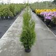 Zerav, túje řasnatá 'Atrovirens' - Thuja plicata 'Atrovirens'
